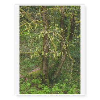 Mossy Oregon Big Leaf Maple in Flower Temporary Tattoos