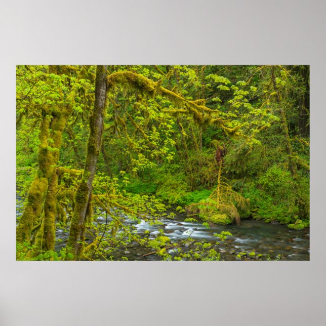 Mossy Rocks And Trees Line Eagle Creek Poster (Front)