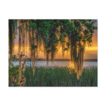 Mossy Sunrise