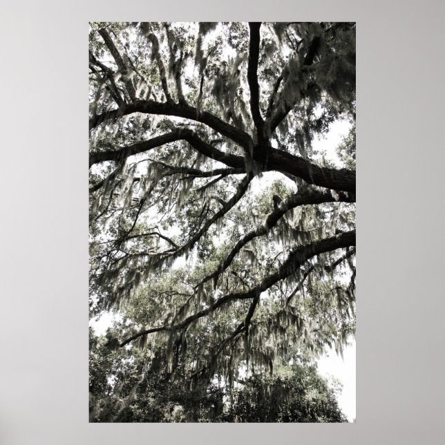 Mossy Textures 1 Poster (Front)