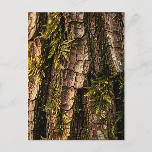  Mossy Tree Bark Forest Texture  Postcard (Front)