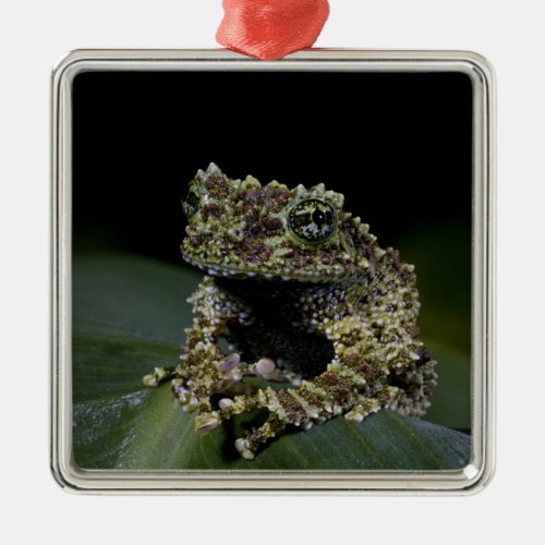 Mossy Treefrog Theloderma corticale Native 2 Metal Ornament