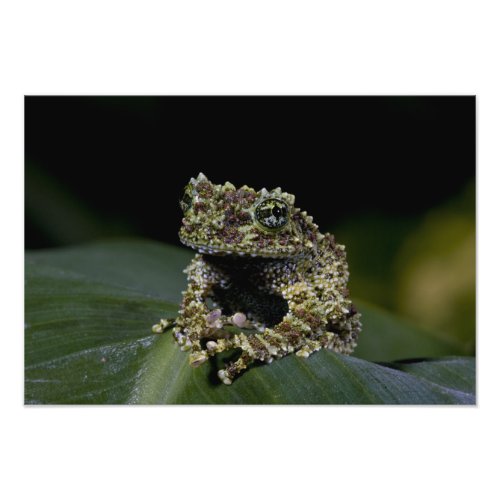 Mossy Treefrog Theloderma corticale Native 2 Photo Print