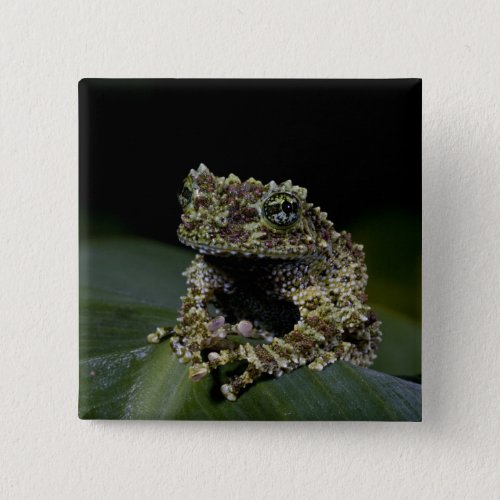 Mossy Treefrog Theloderma corticale Native 2 Pinback Button
