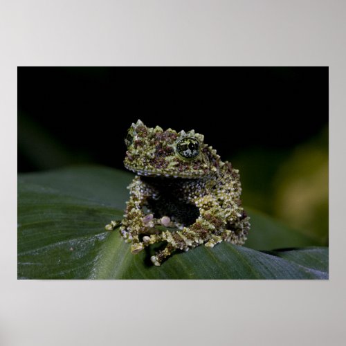 Mossy Treefrog Theloderma corticale Native 2 Poster