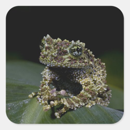 Mossy Treefrog Theloderma corticale Native 2 Square Sticker