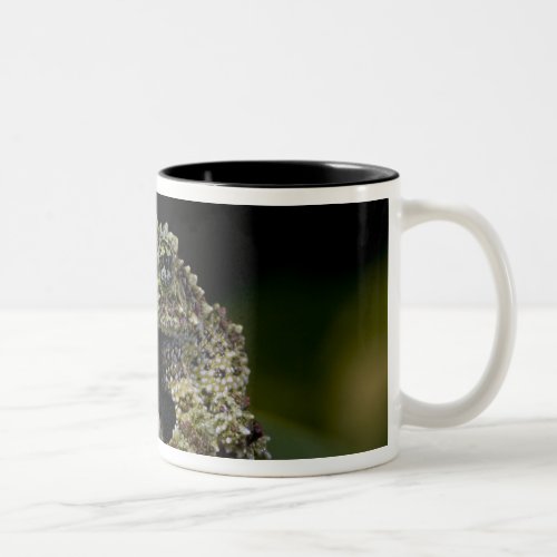 Mossy Treefrog Theloderma corticale Native 2 Two_Tone Coffee Mug