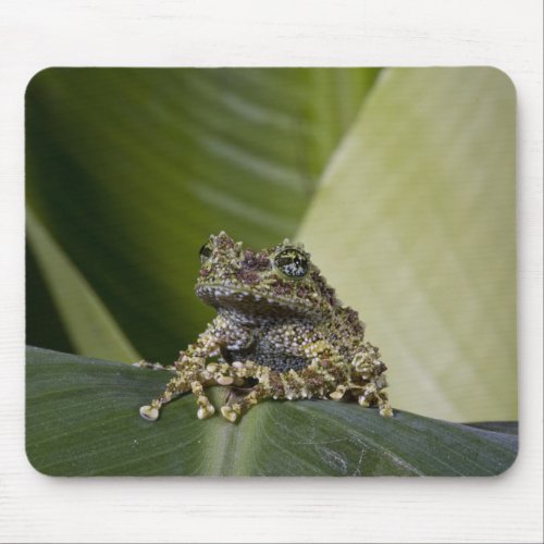 Mossy Treefrog Theloderma corticale Native Mouse Pad