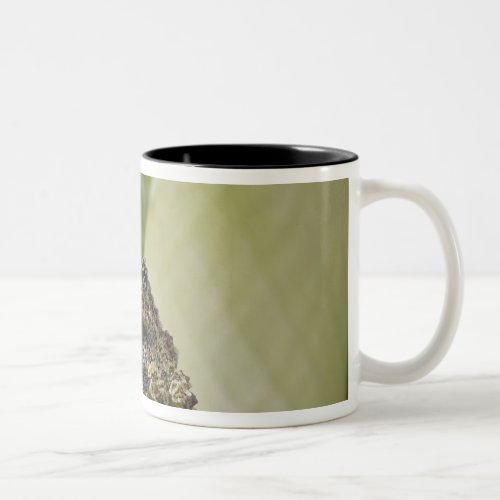 Mossy Treefrog Theloderma corticale Native Two_Tone Coffee Mug