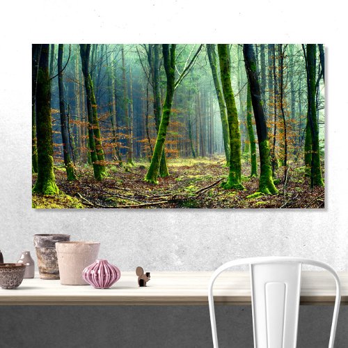 Mossy Trees in Forest Canvas Print