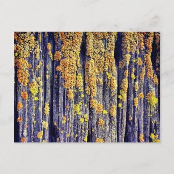 Mossy Wood Texture Postcard by ADHGraphicDesign at Zazzle