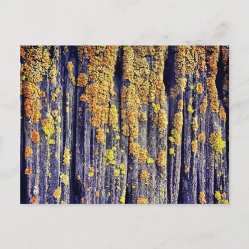 Mossy Wood Texture Postcard