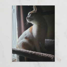Most Dramatic Cat on Cat Tree Ever Postcard