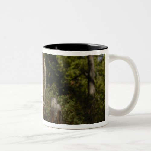 Most often seen in Australia Eastern Grey Two_Tone Coffee Mug