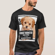 Most Wanted Maltipoo - Maltese Miniature Poodle Do