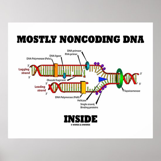 Mostly Noncoding DNA Inside (DNA Replication) Poster