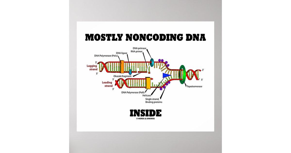 Dna replication to write a bumper sticker