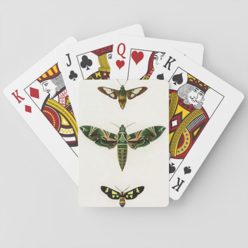 Moth 1 vintage illustrated playing cards