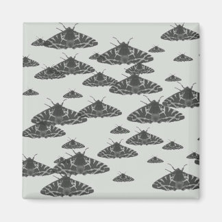 Moth at night lurking in the midnight magnet