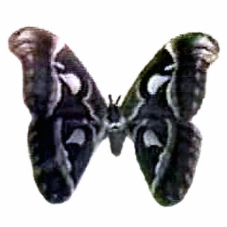 Moth Black Christmas Tree Ornament The MUSEUM