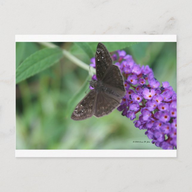 Moth Dreams Postcard (Front)