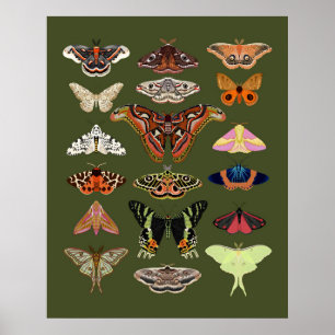 Moth illustrated insects poster art