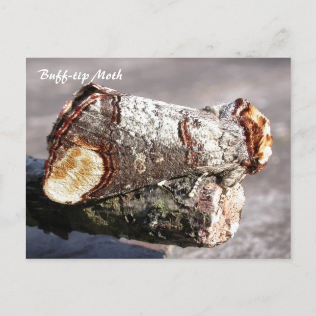 Moth Magic: Buff-tip 'broken twig' Moth postcard (Front)