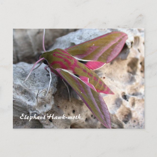 Moth Magic: Elephant Hawk-moth postcard (Front)