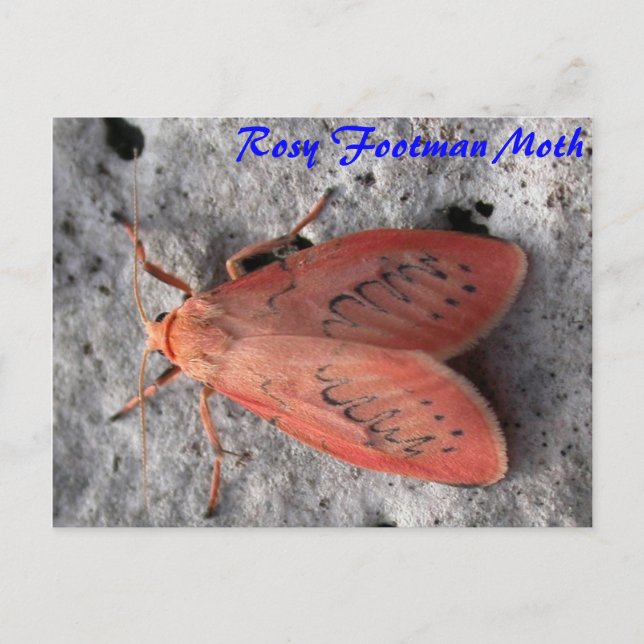 Moth Magic: Rosy Footman Moth postcard (Front)