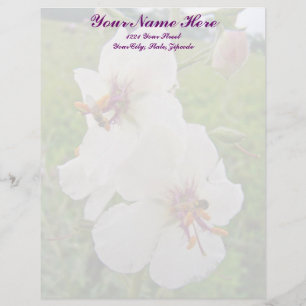 Moth Mullein Wildflower Letterhead