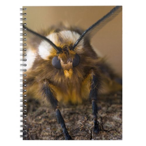 Moth Notebook