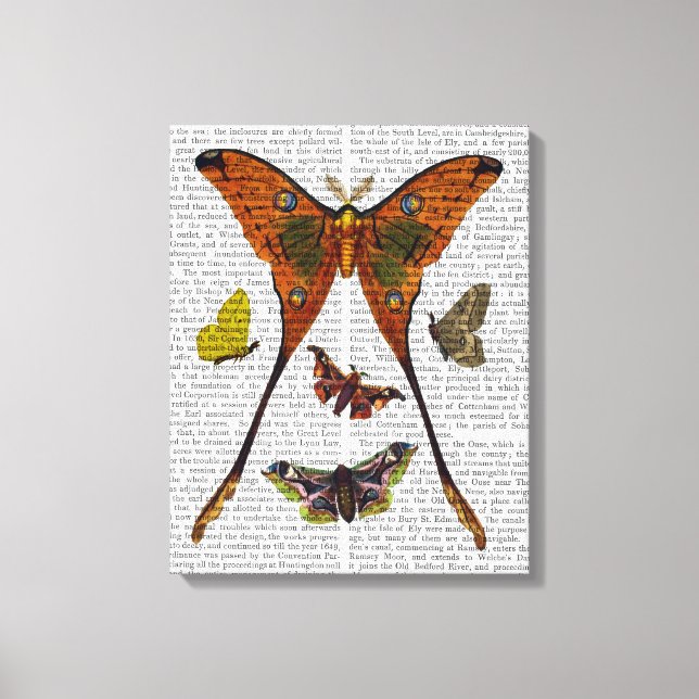 Moth Plate 2 Canvas Print (Front)
