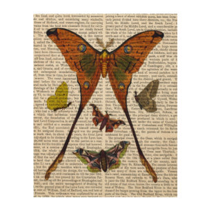 Moth Plate 2 Wood Wall Art