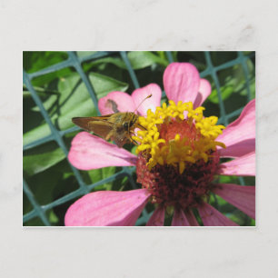 Moth Pollinating Flower Postcard