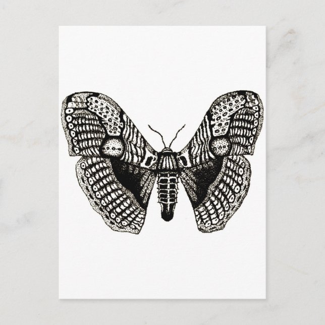 moth postcard (Front)