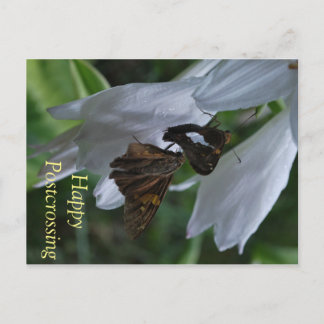Moth Postcrossing Postcard