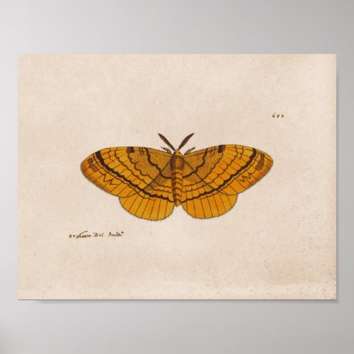 Moth scientific illustration print
