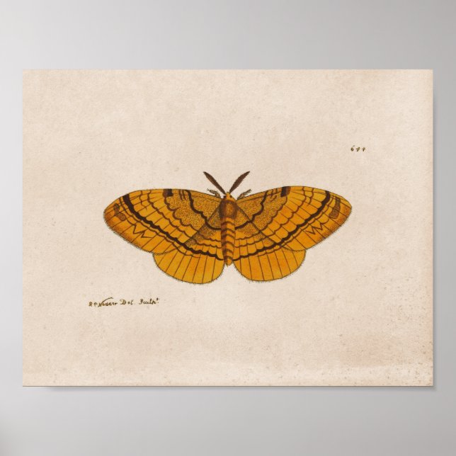 Moth scientific illustration print (Front)