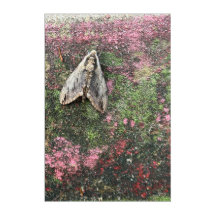 Moth with Lichen