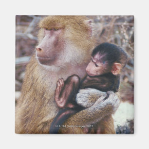 Mother and Baby Baboon Magnet