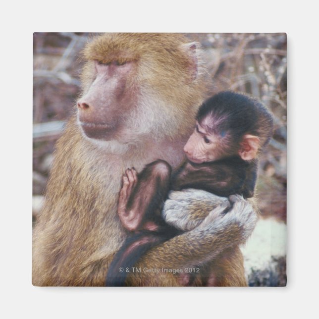 Mother and Baby Baboon Magnet (Front)