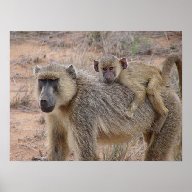 Mother and Baby Baboon Poster (Front)