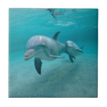 Mother And Baby Calf Dolphin Ceramic Tile at Zazzle