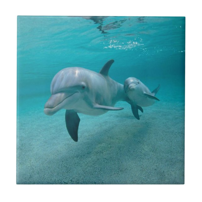 MOTHER AND BABY CALF DOLPHIN CERAMIC TILE (Front)