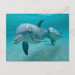 Mother And Baby Calf Dolphin Postcard at Zazzle