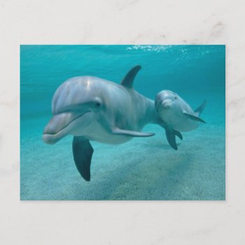 Mother And Baby Calf Dolphin Postcard by LATENA at Zazzle