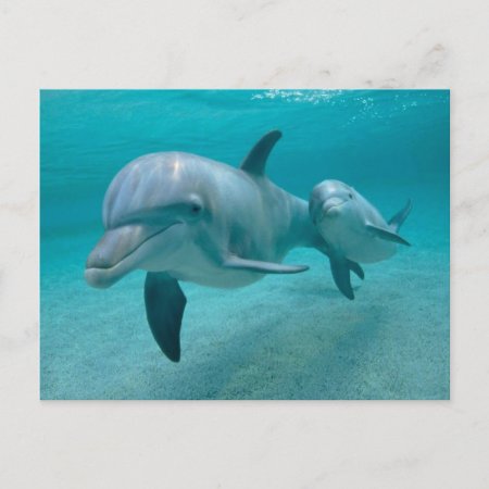 Mother And Baby Calf Dolphin Postcard