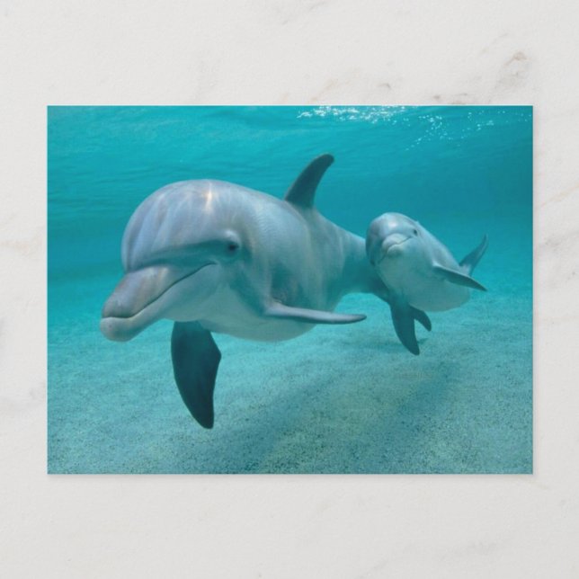 MOTHER AND BABY CALF DOLPHIN POSTCARD (Front)