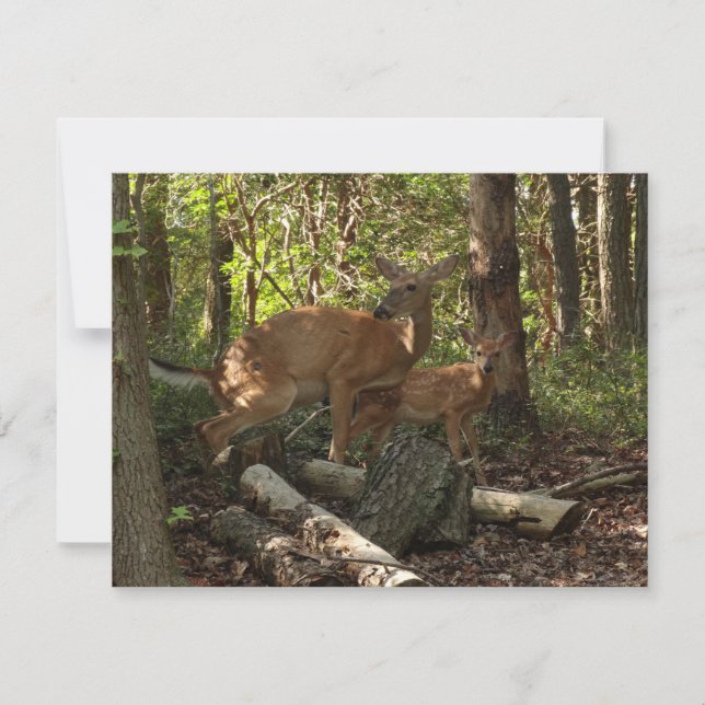 Mother and Baby Deer at Shenandoah National Park (Front)