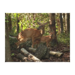 Mother and Baby Deer at Shenandoah National Park Canvas Print
